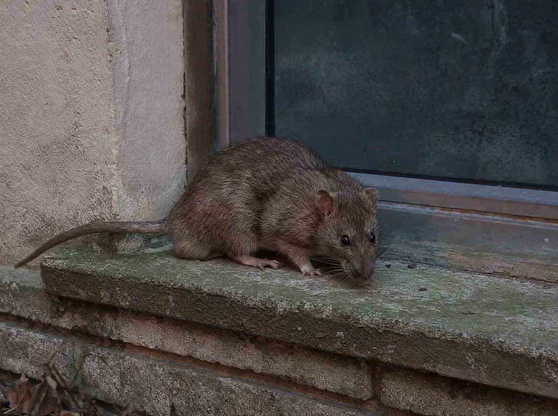 Ratte an einem Bachufer zwischen Pflanzen