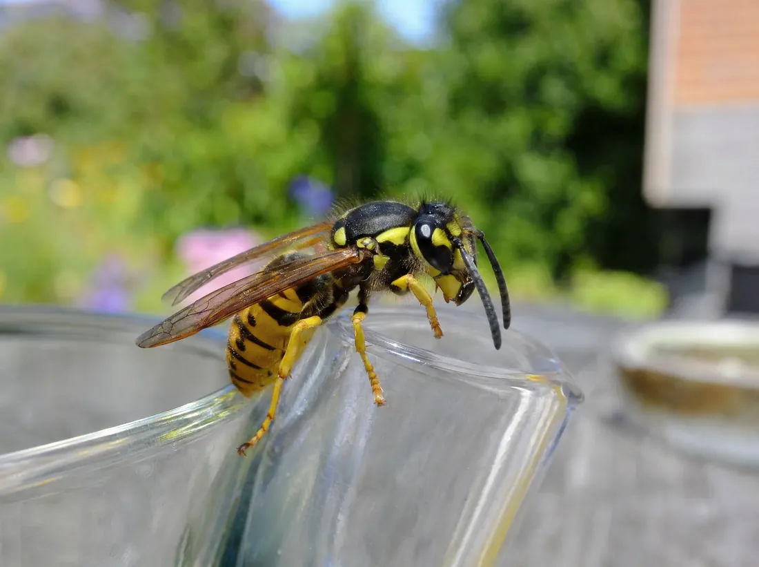 Wespe auf einem Fensterrahmen