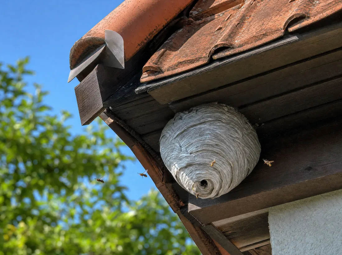 Wespen und Hornissen